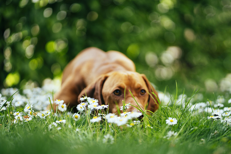 一只维兹拉犬把头靠在花园里的白花中间图片下载