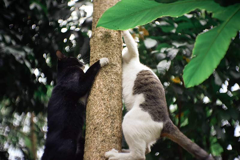 猫在树上的低角度视图摄影图片