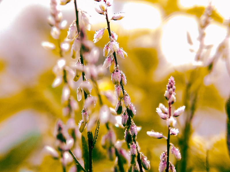 露珠在开花植物上的特写摄影图片