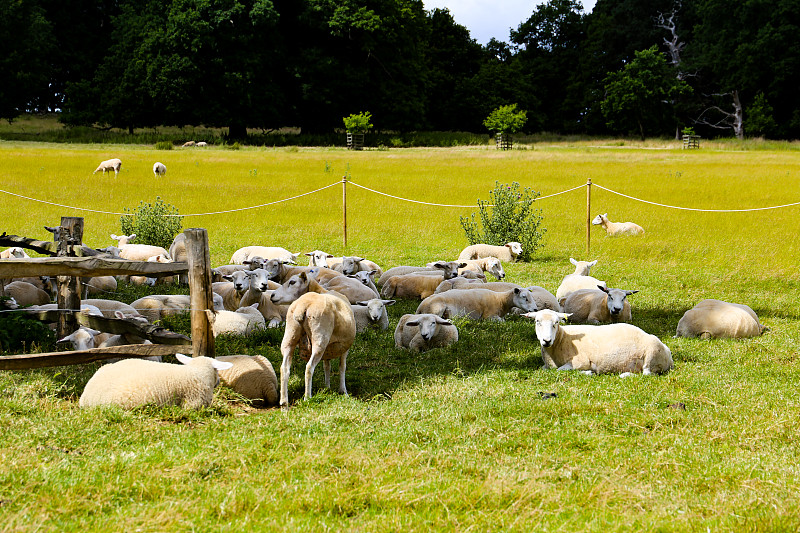 羊吃草摄影图片