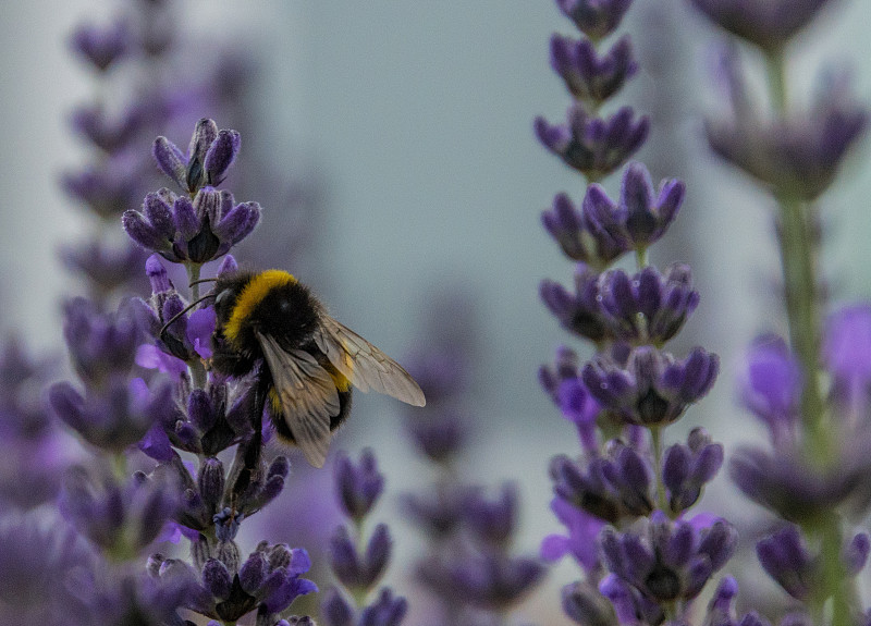 大黄蜂从塔斯马尼亚摄影图片