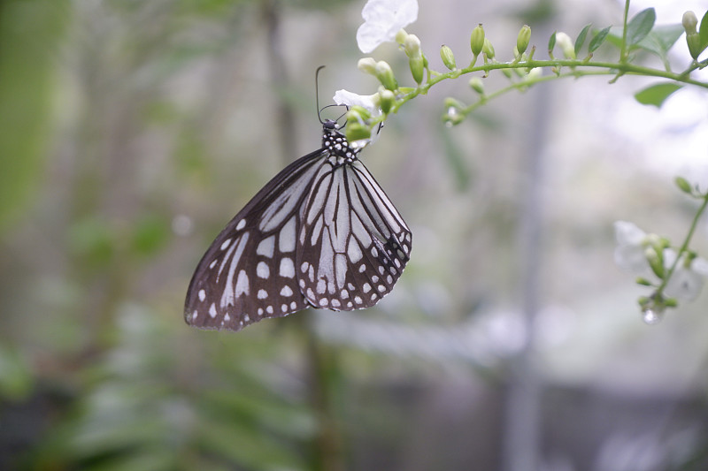 特写自然界的蝴蝶摄影图片