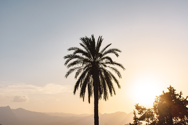 这是一棵独自的棕榈树，在日落的时候，后面有山摄影图片