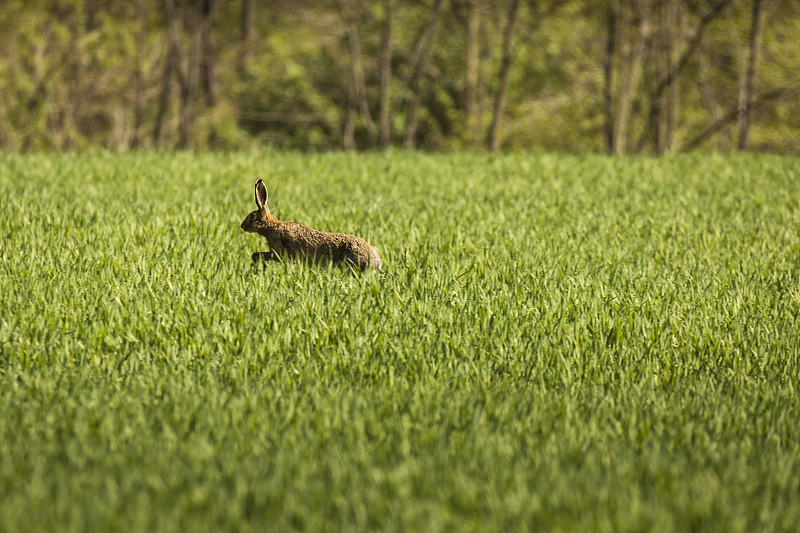 野兔在绿色的草地在夏天的时候与森林背景摄影图片