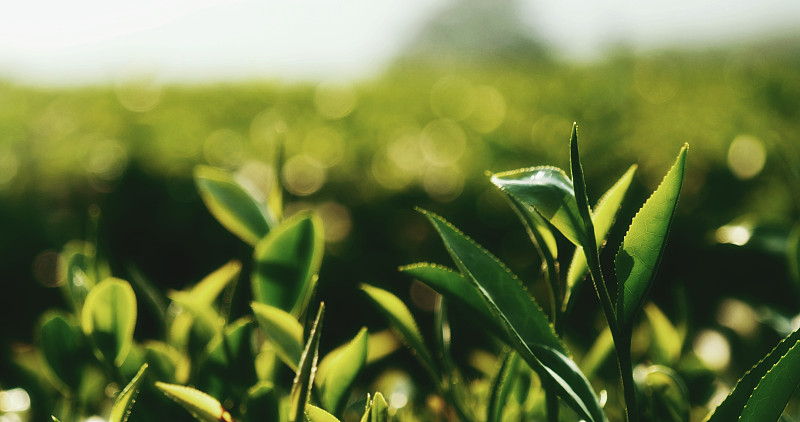 生态草本农场绿茶树鲜叶。茶园树在早晨的阳光照耀下。新鲜草本天然园林农田。喝有机放松健康植物。农场的绿茶树图片下载