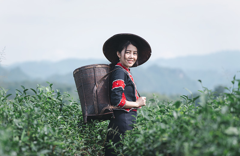 亚洲妇女在茶园收获新鲜茶叶。图片下载