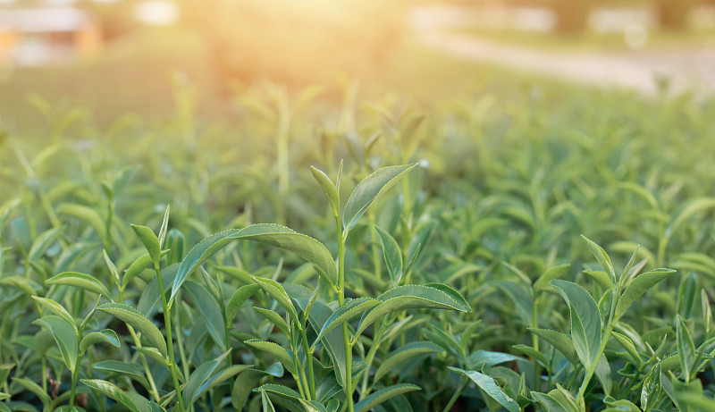 茶园晨光下的绿茶叶子，模糊的背景。图片下载