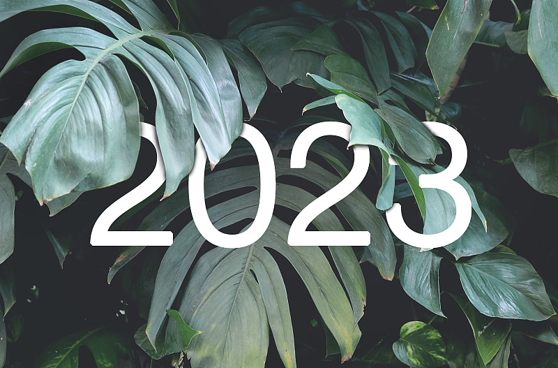 2023年新年白色文字隐藏在天然绿色怪兽的叶子里。花卉排版设计图片下载
