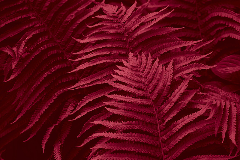 2023年的潮色viva品红色。品红色调蕨叶花瓣背景。图片下载