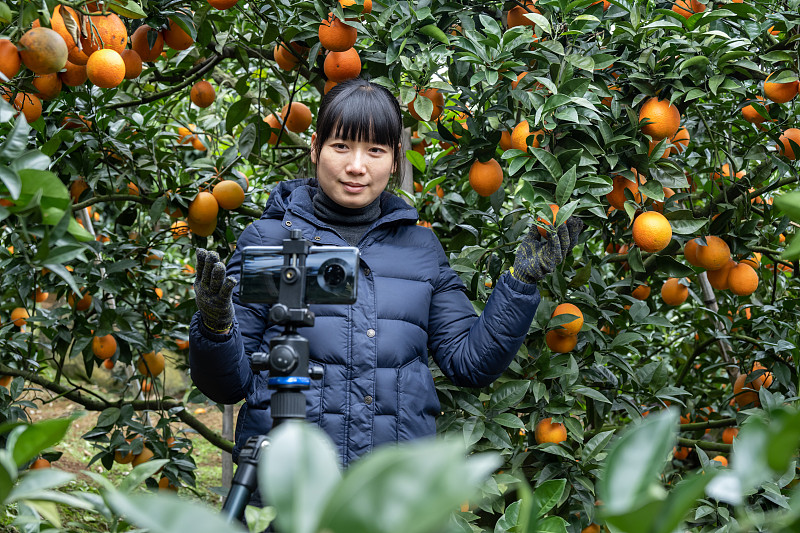 一位现代农业工人在果园里用手机直播卖橘子图片下载