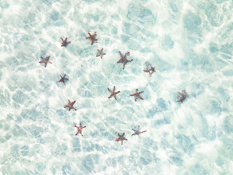 透明大海中的红色海星，鸟瞰图，桑给巴尔图片下载