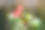 荆棘花冠摄影图片