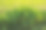 有机农场阳光下的一丛芋头摄影图片