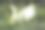 白色假马蹄莲(Lysichiton camtschatcensis)，埃姆斯兰，下萨克森州，德国，欧洲摄影图片