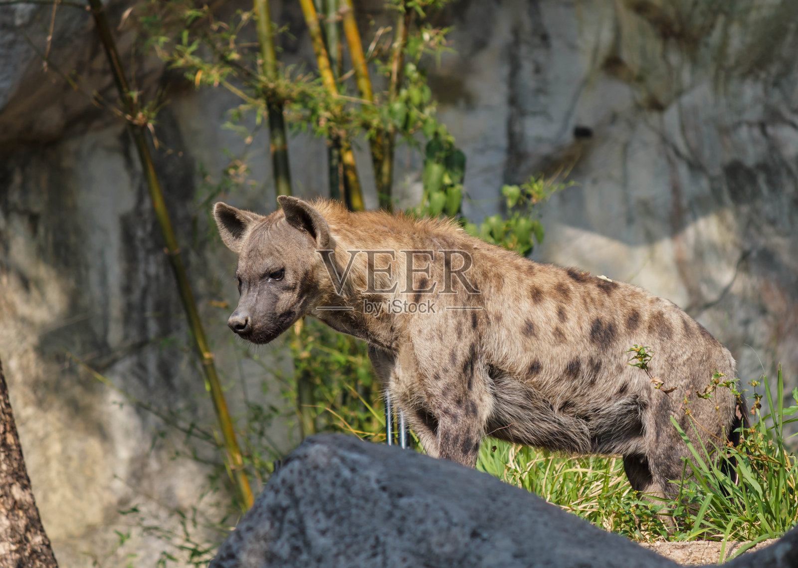 一只斑点鬣狗站立的特写照片照片摄影图片