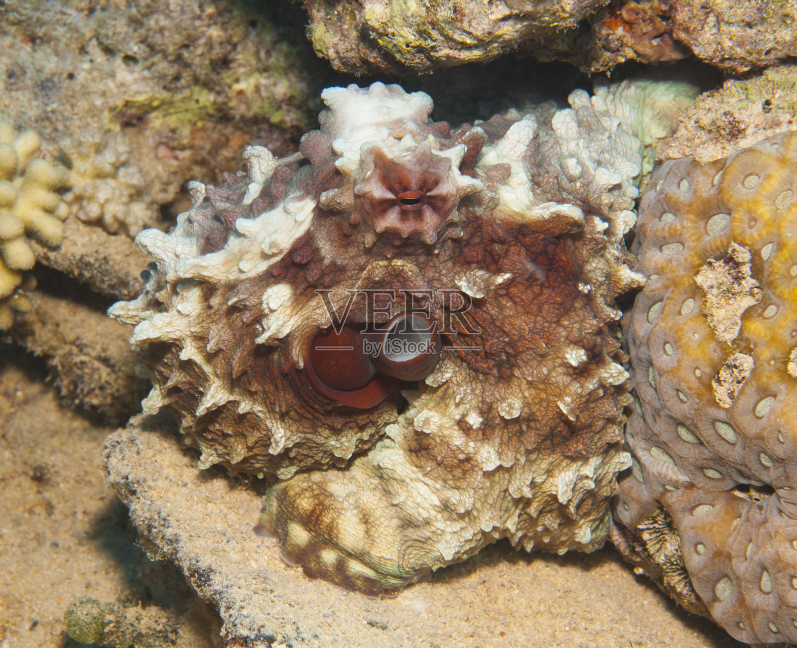珊瑚礁上的章鱼照片摄影图片