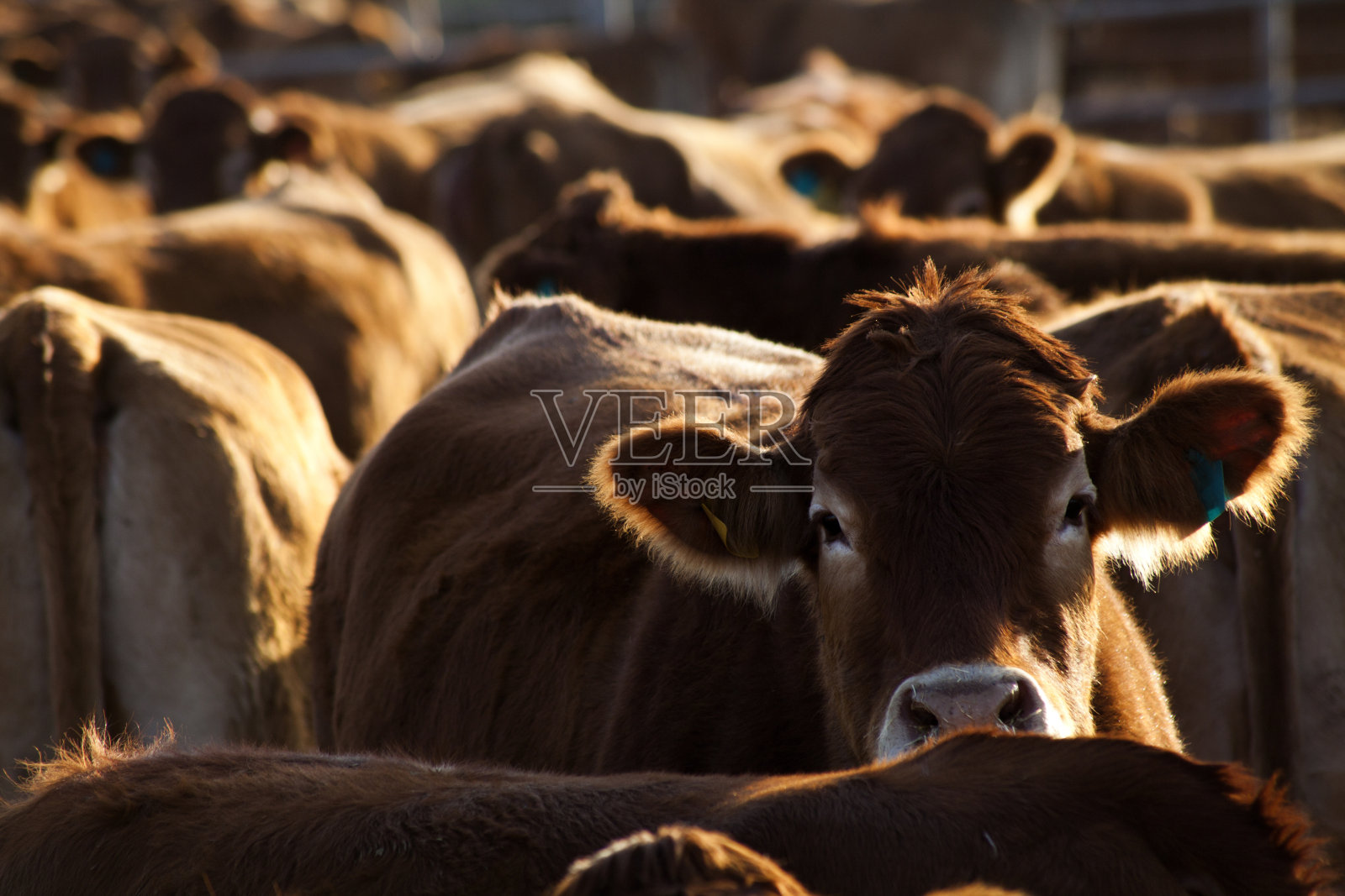 农场上等待喂食的一群牛照片摄影图片