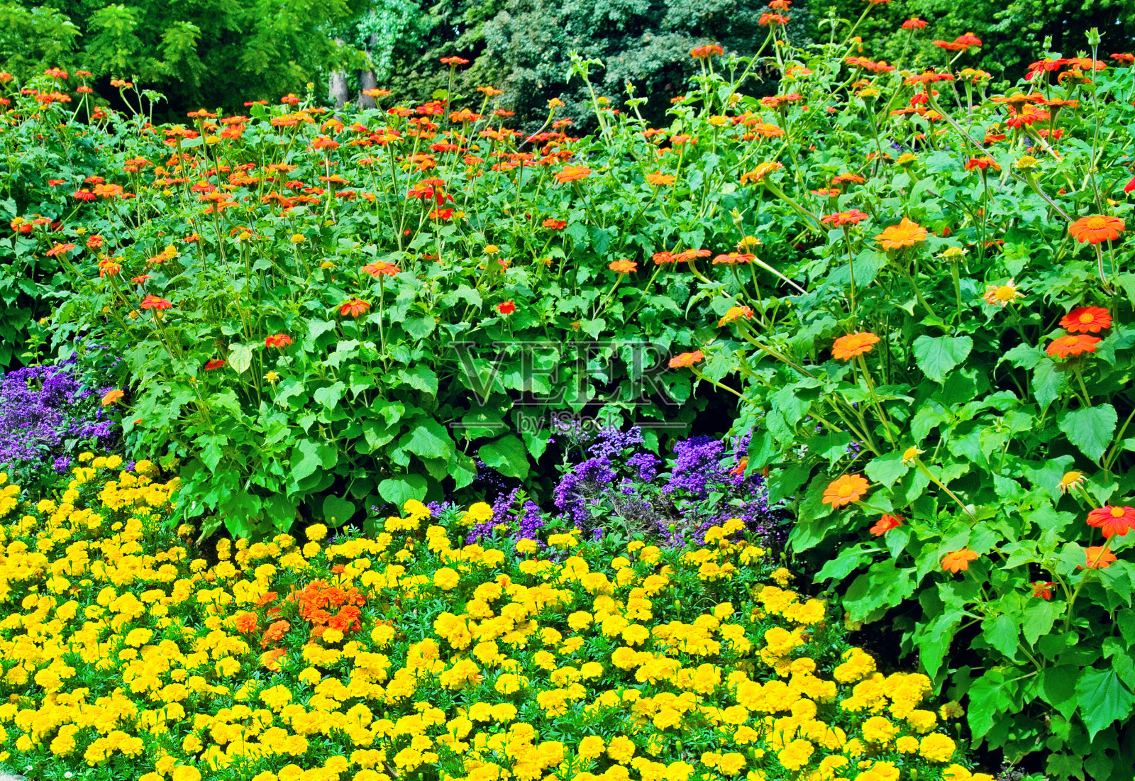 夏季公园的花坛照片摄影图片