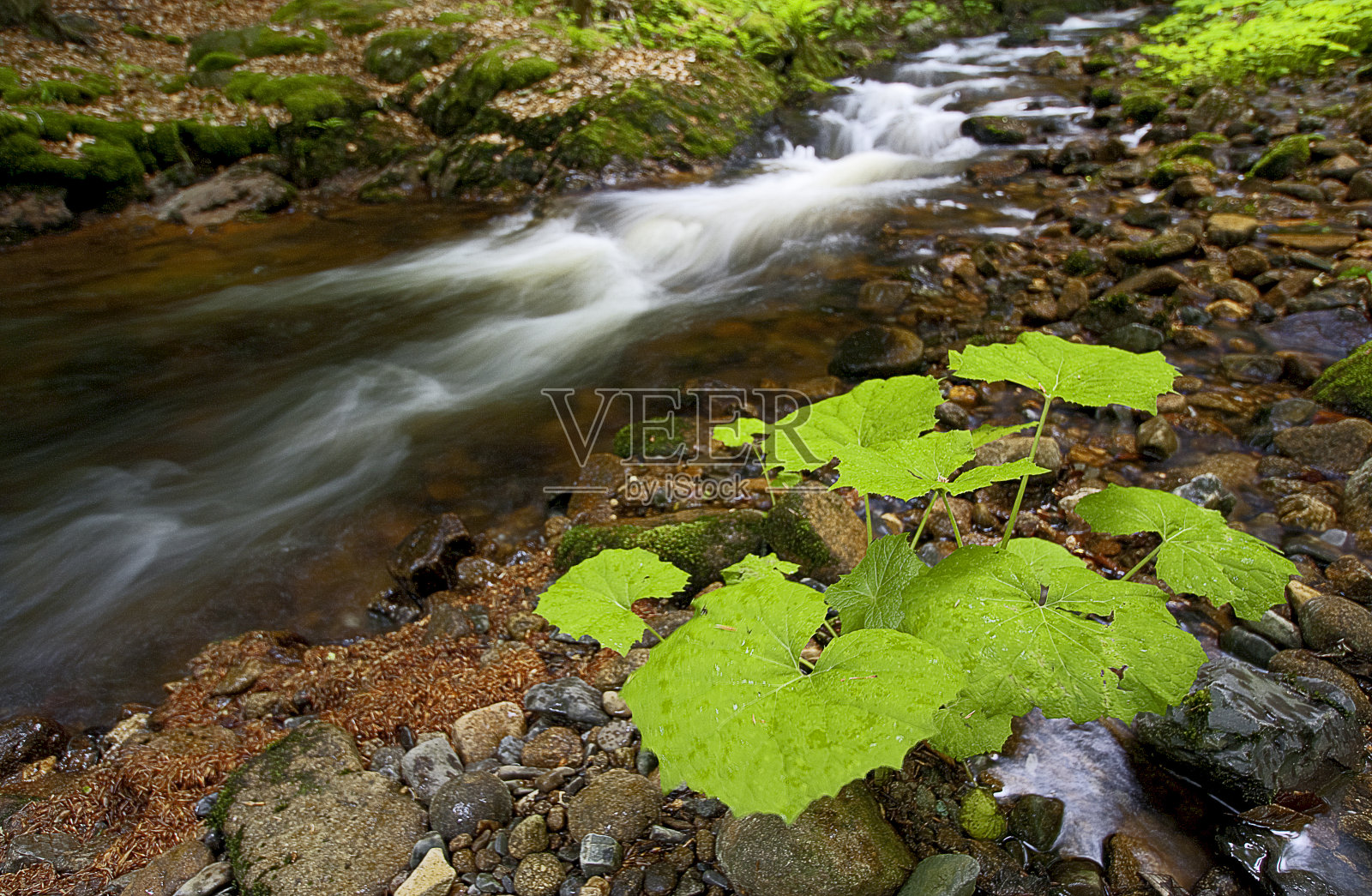 快速流动的小溪与绿色植物照片摄影图片