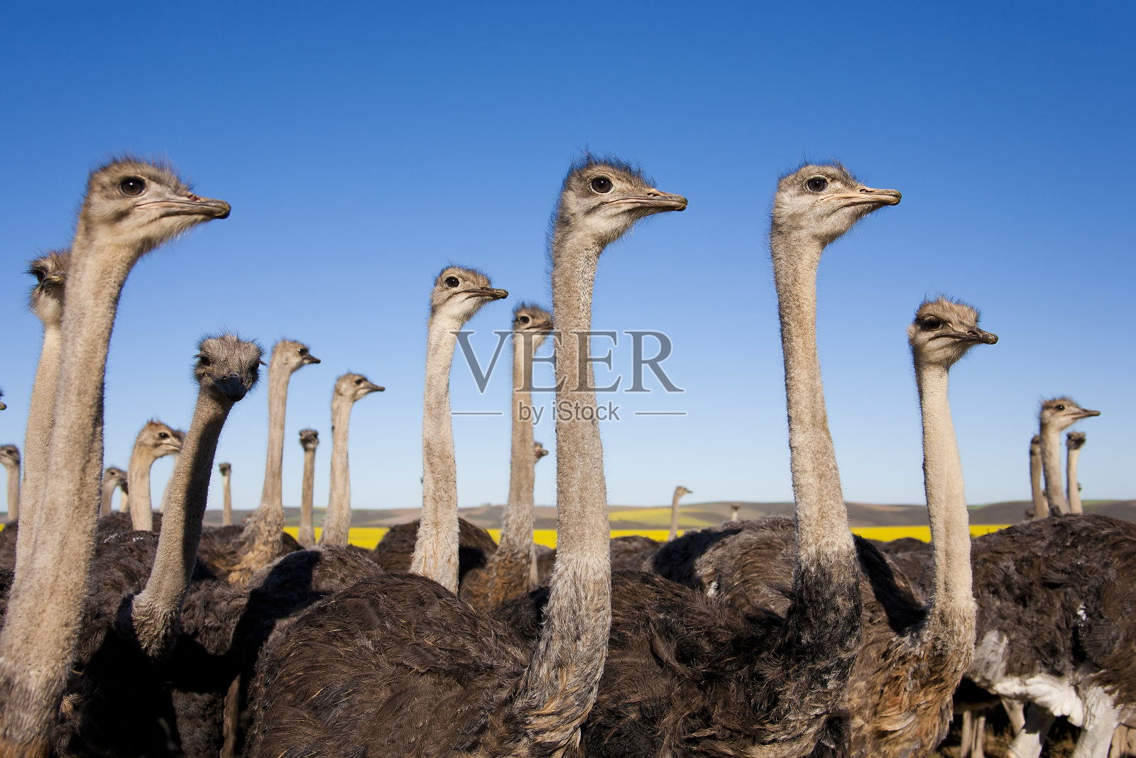 一群鸵鸟，南非照片摄影图片