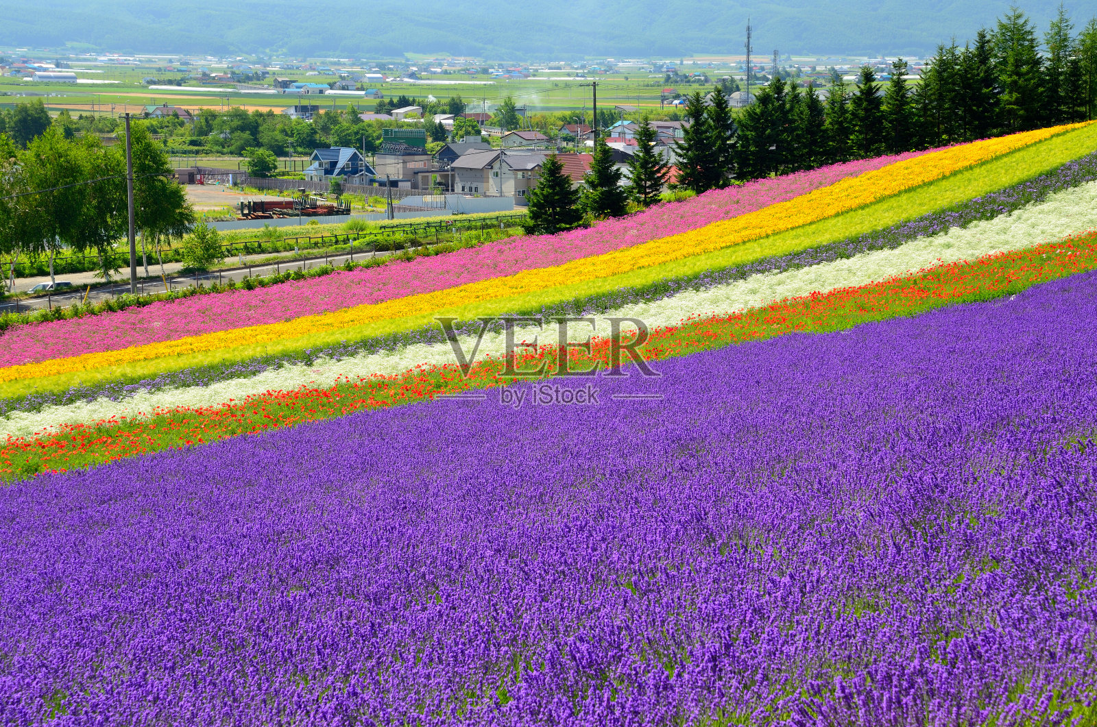 日本北海道美丽的五彩田野照片摄影图片