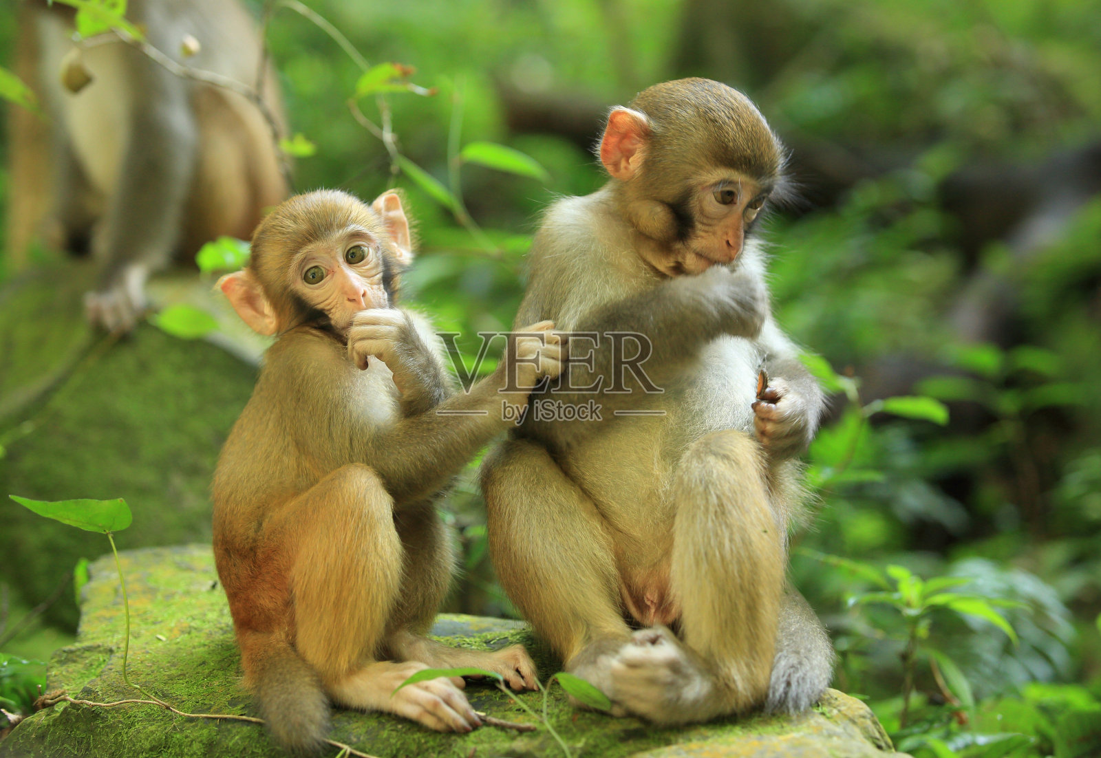 丛林中的三只猴子照片摄影图片