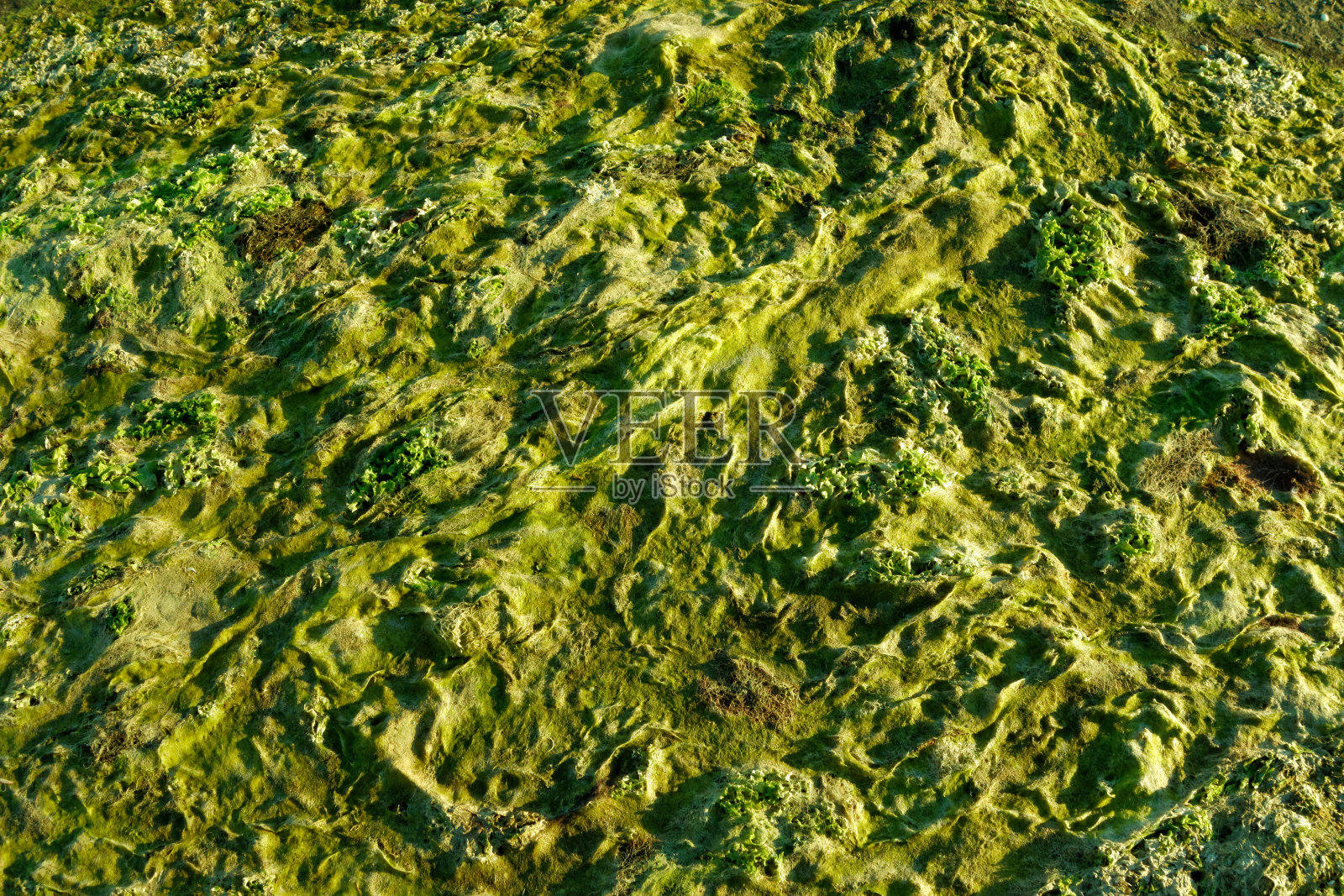 海滩上的海藻照片摄影图片
