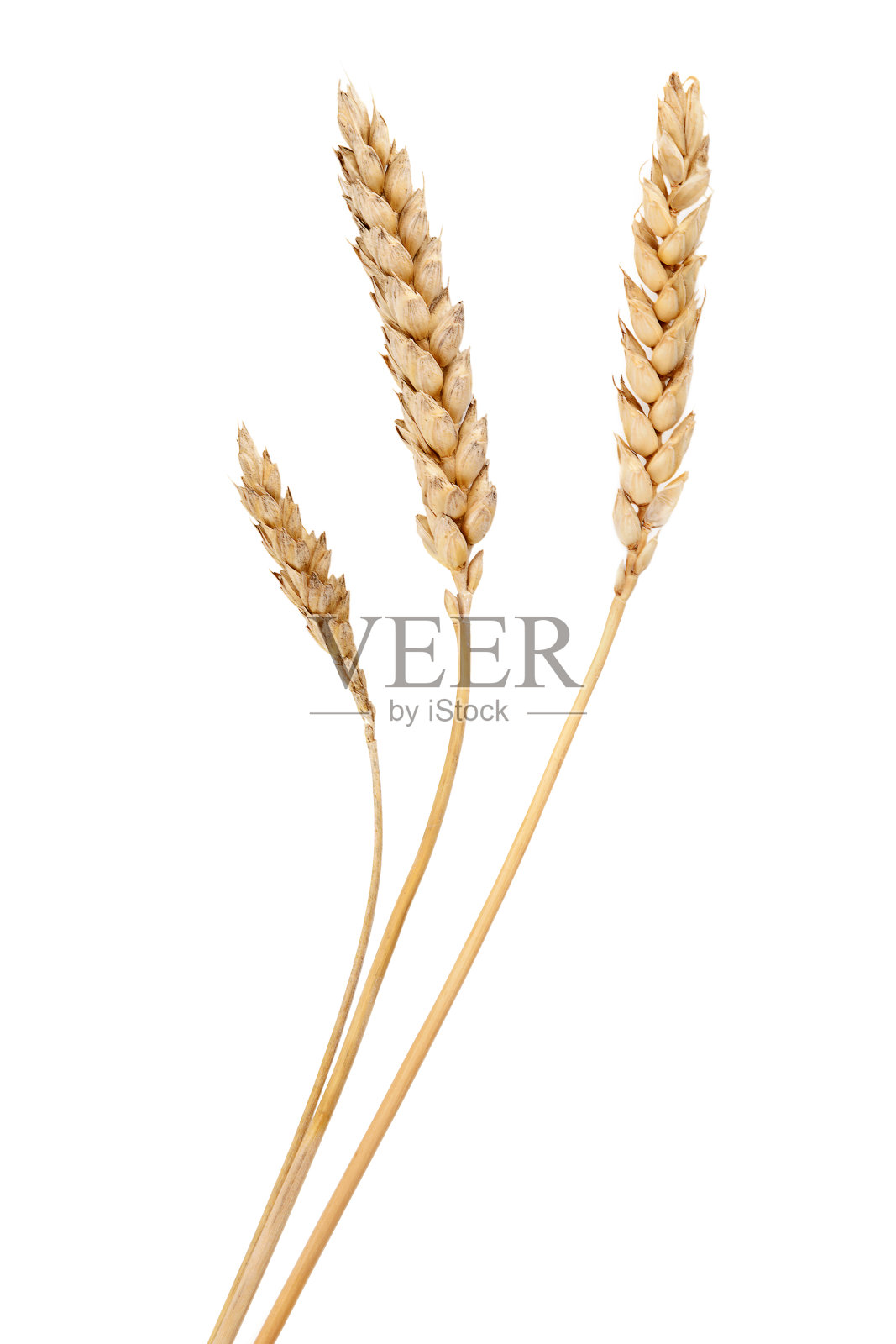 小麦草孤立在白色的背景。照片摄影图片