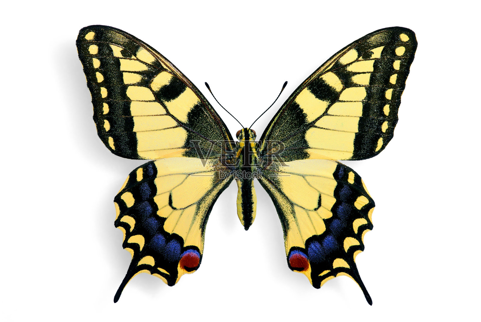普通燕尾(Papilio machaon)照片摄影图片