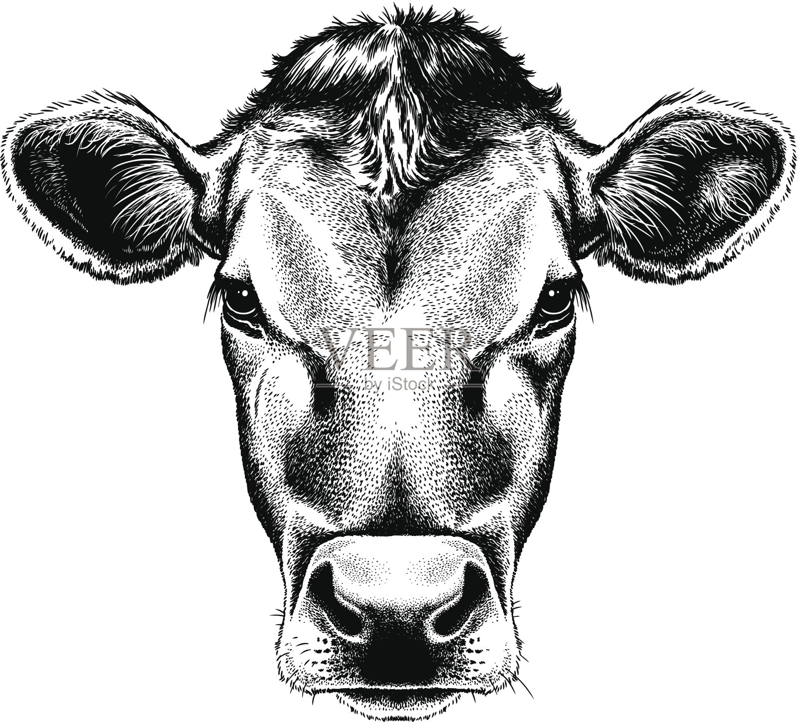 矢量插图肖像牛的脸插画图片素材