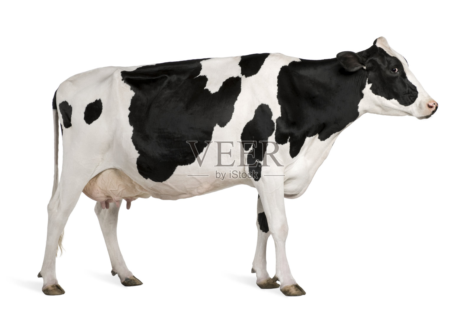 荷斯坦牛的侧面，5岁，站立。照片摄影图片