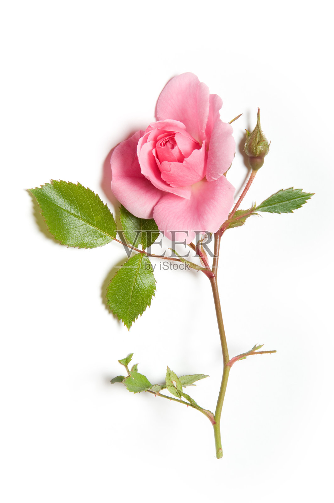 粉色玫瑰照片摄影图片