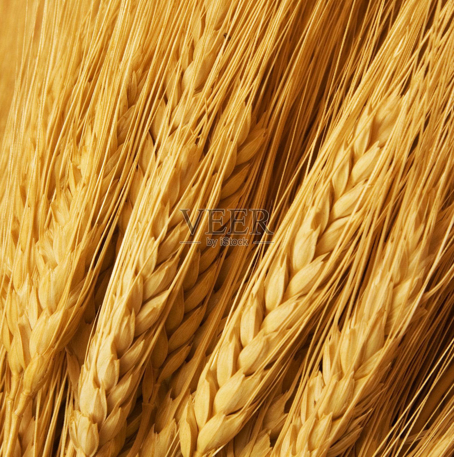 几缕金色的小麦照片摄影图片