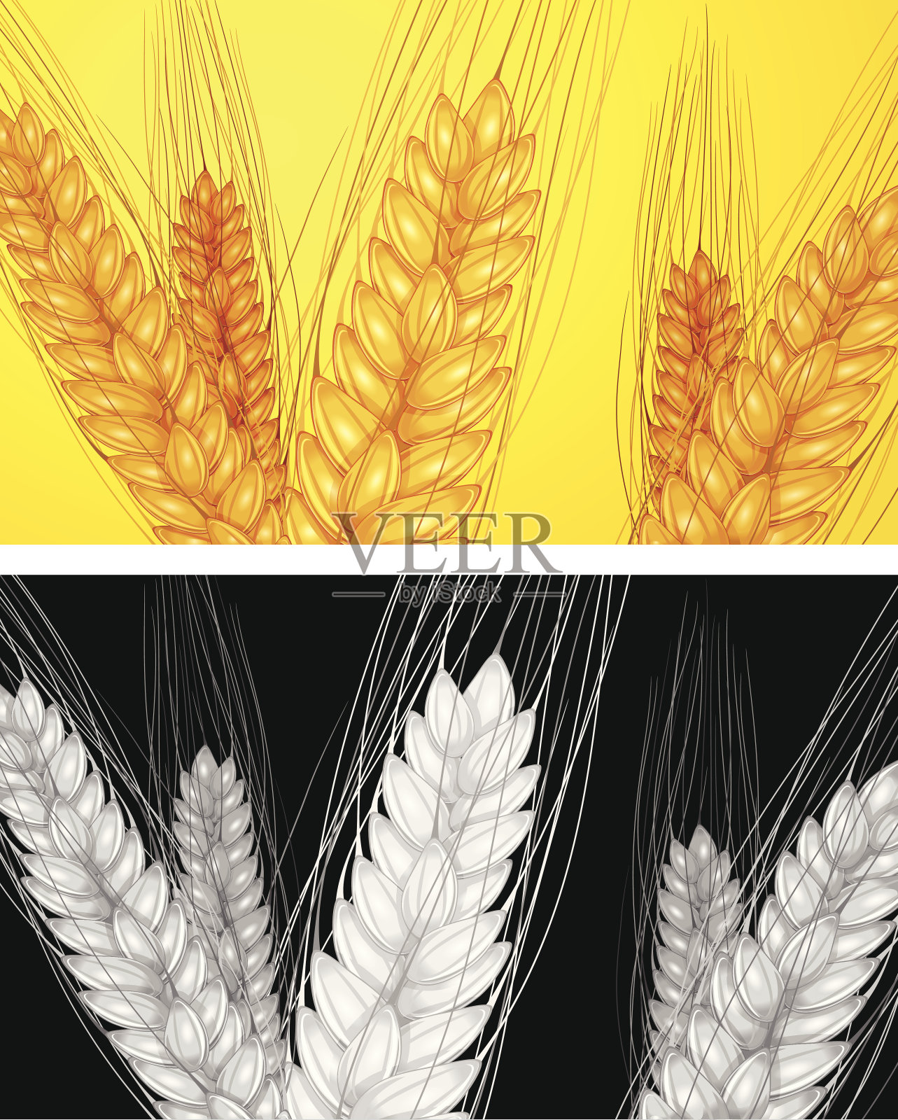 耳朵小麦背景插画图片素材