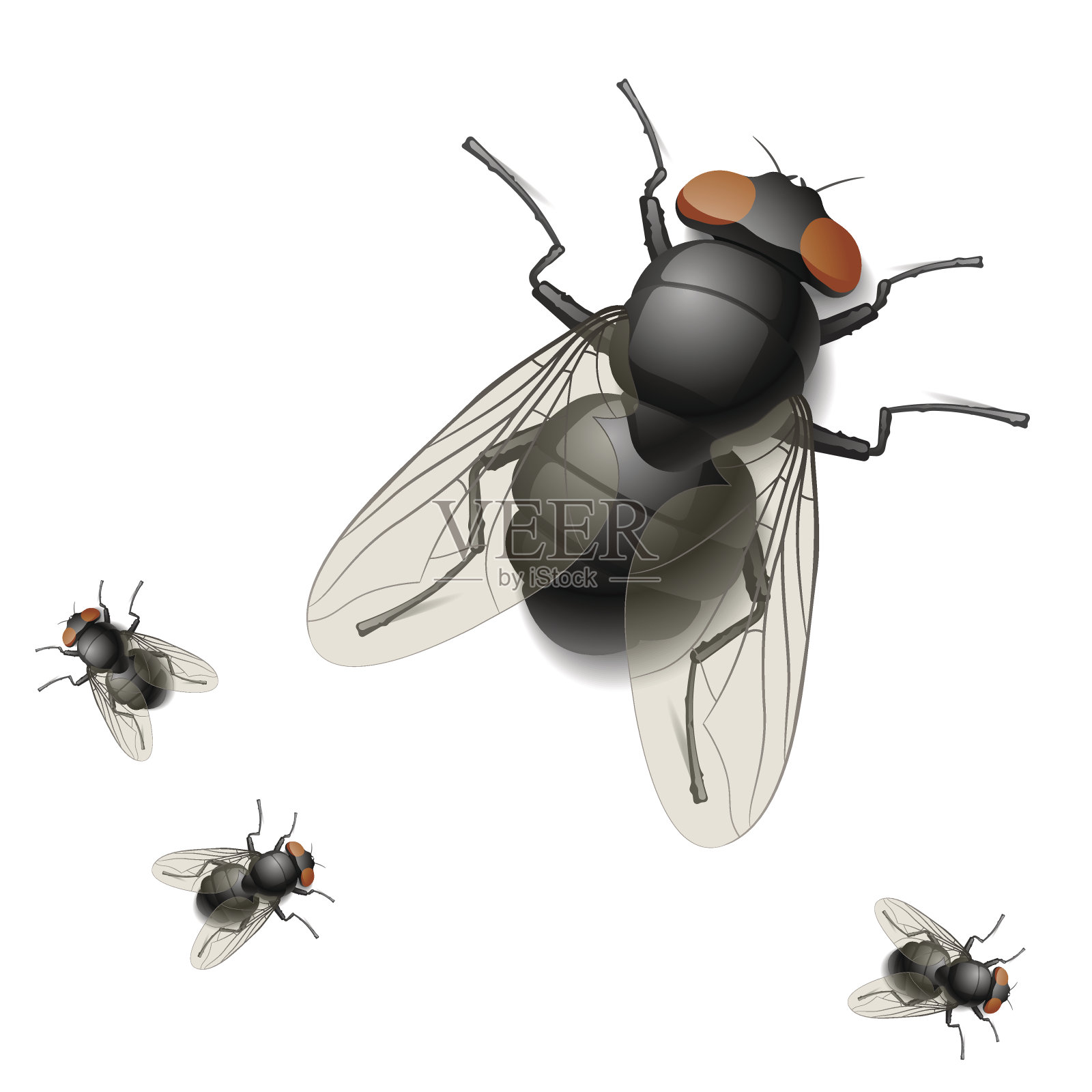 一个大的和三个小的家蝇的数字渲染图像插画图片素材
