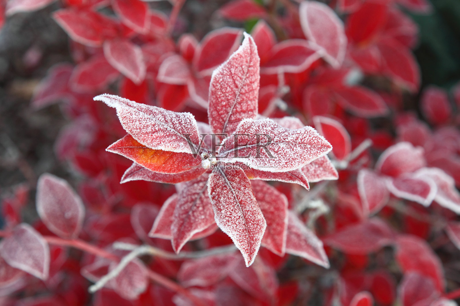 红叶上的第一块冰照片摄影图片