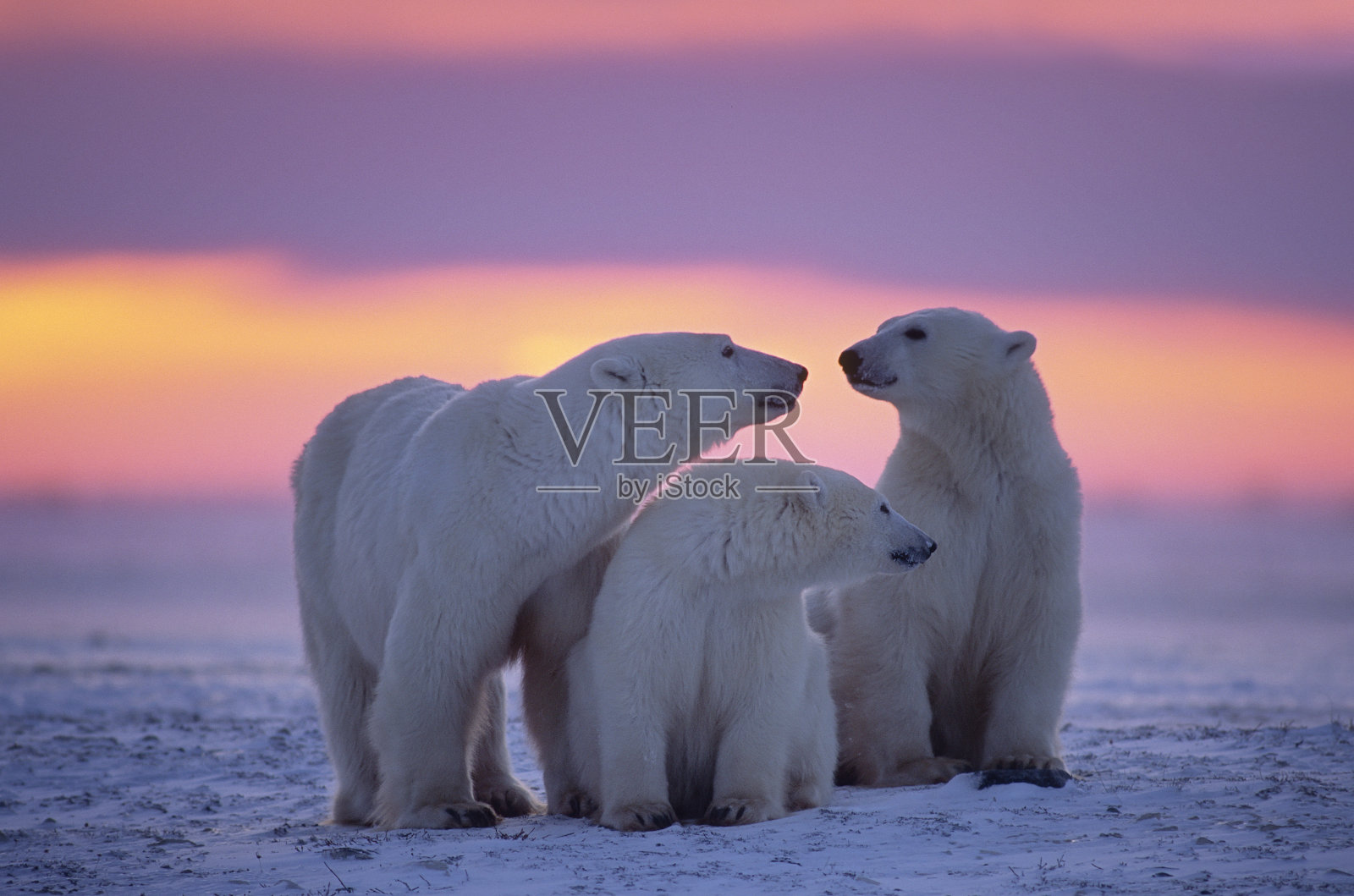 带着一岁幼崽的北极熊(看看我的投资组合中的其他人)照片摄影图片