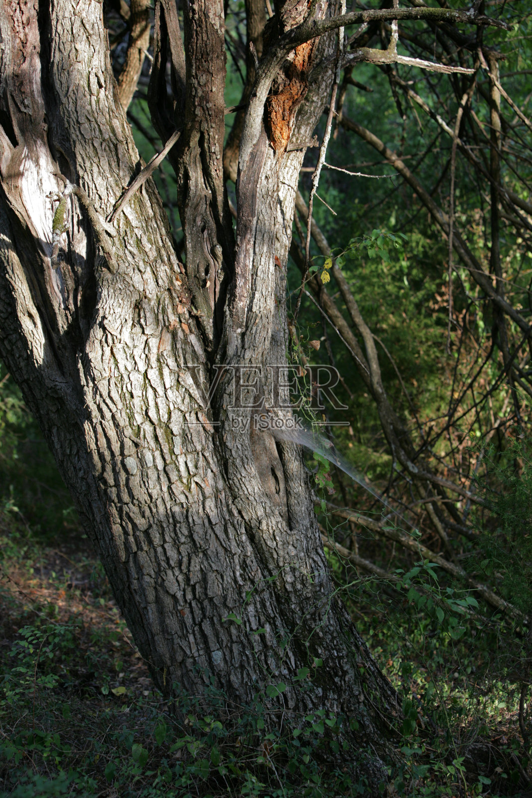 树与蜘蛛网照片摄影图片