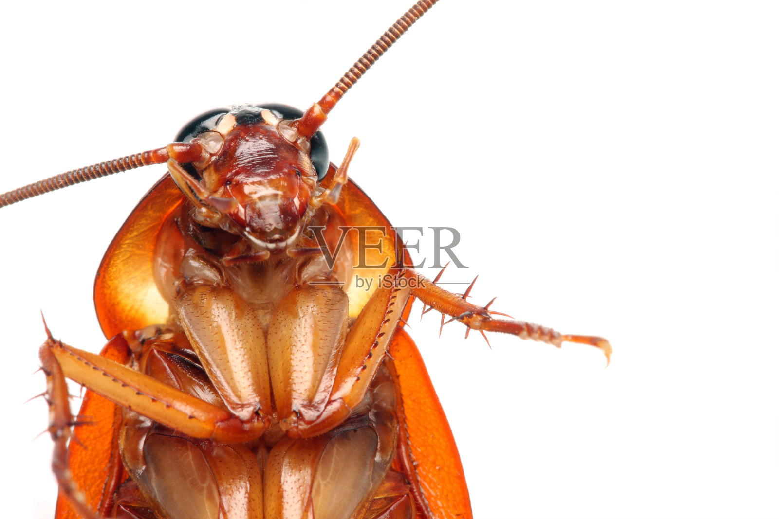 白色背景下一只死蟑螂的特写照片摄影图片