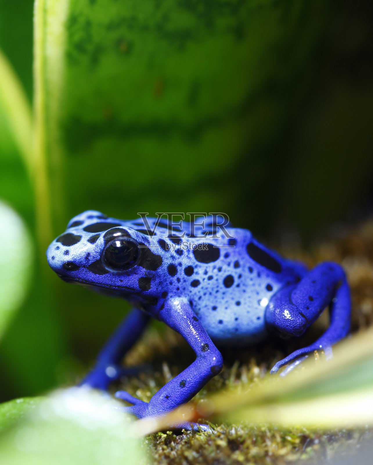 叶子上的蓝色箭毒蛙的特写照片摄影图片