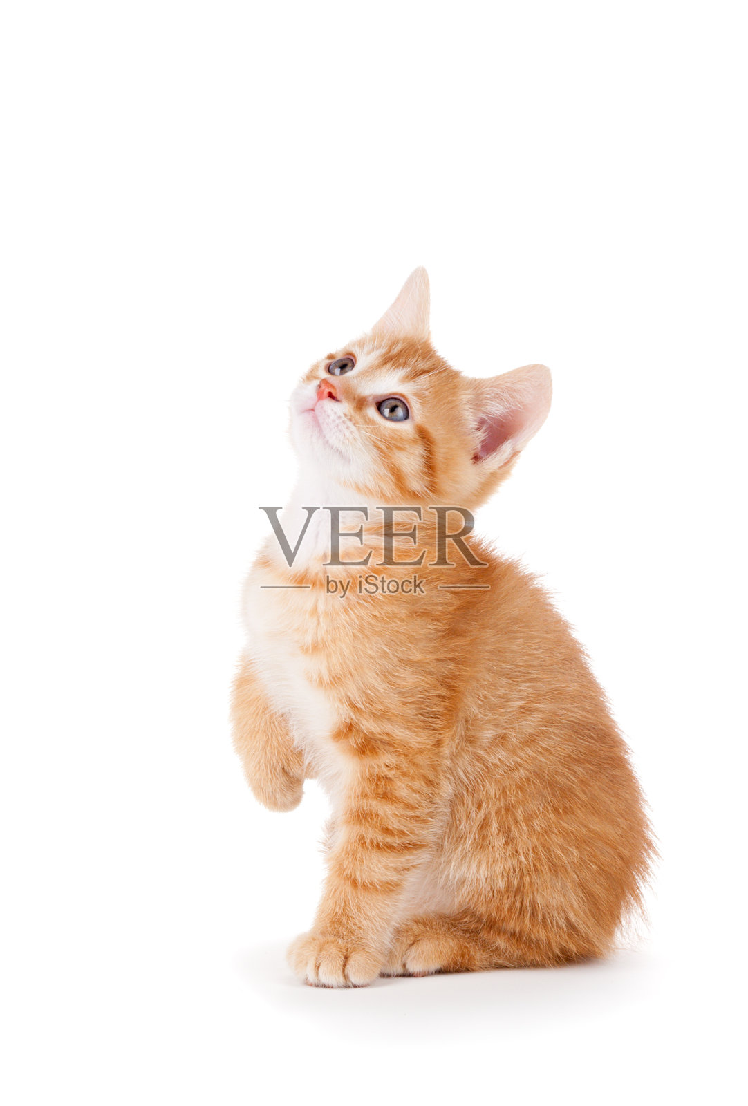 可爱的橙色条纹猫小猫抬头看着可爱的眼睛照片摄影图片
