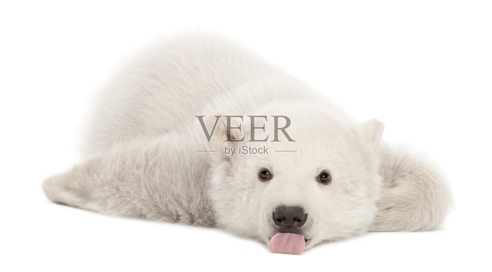 白色背景下的北极熊幼崽照片摄影图片