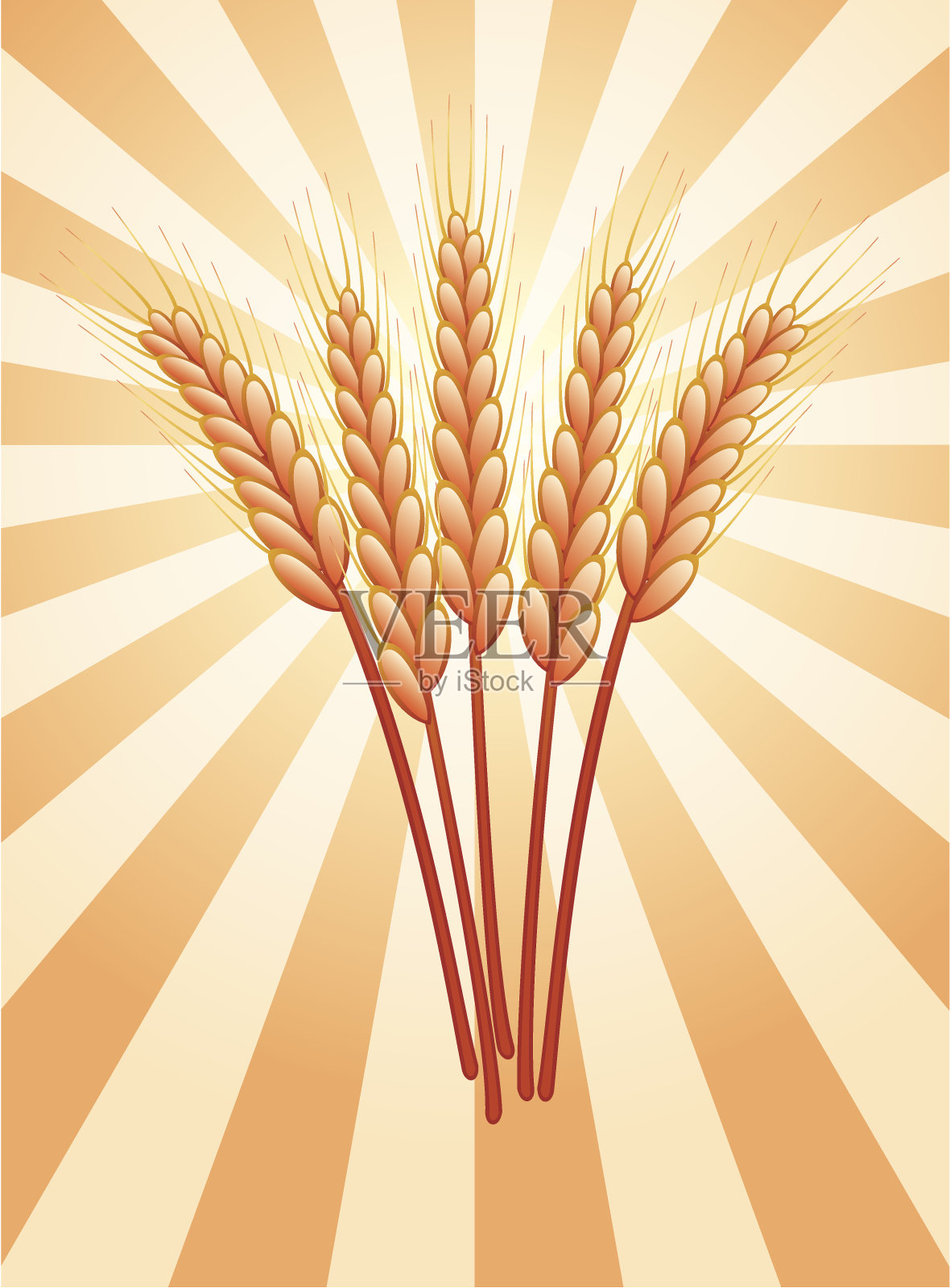 一束麦穗插画图片素材
