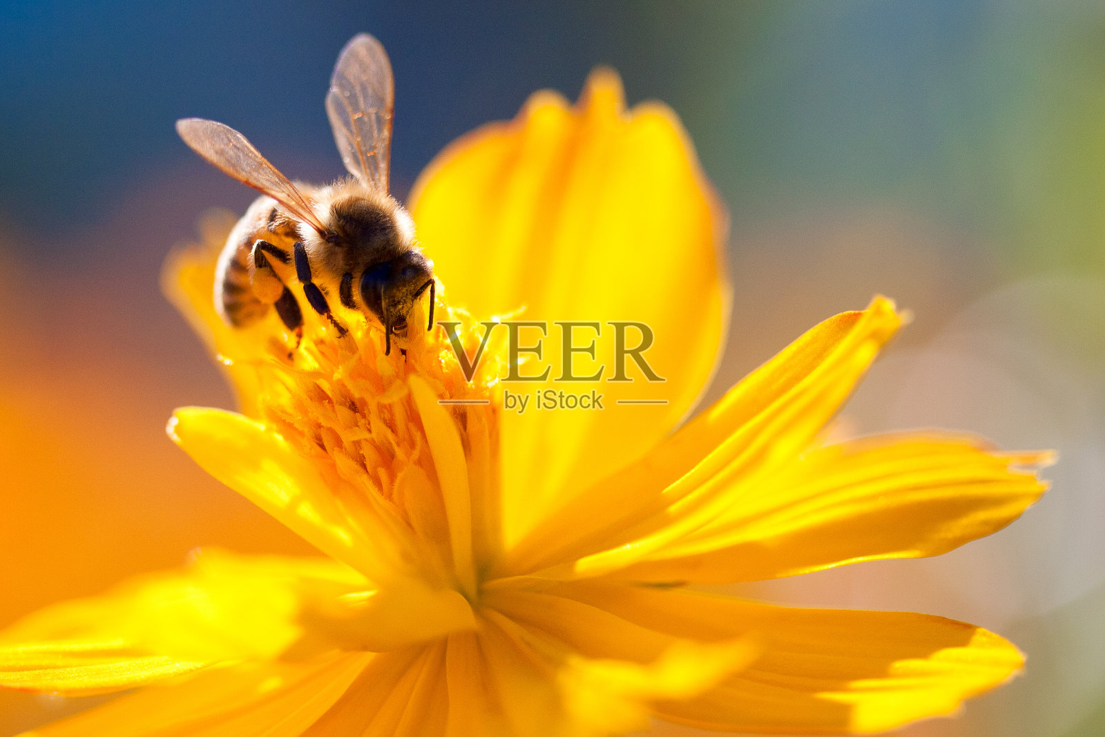 蜜蜂从黄花中吸取花蜜照片摄影图片