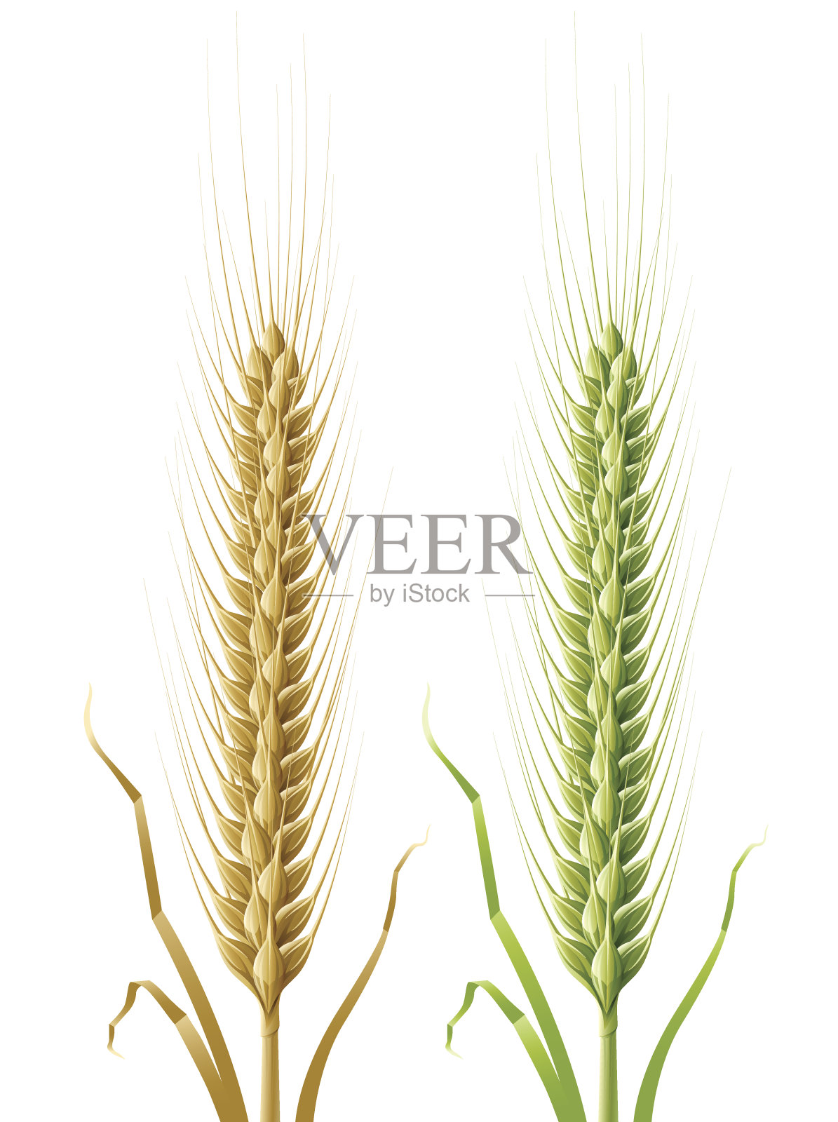 黄色和绿色的小麦穗插画图片素材
