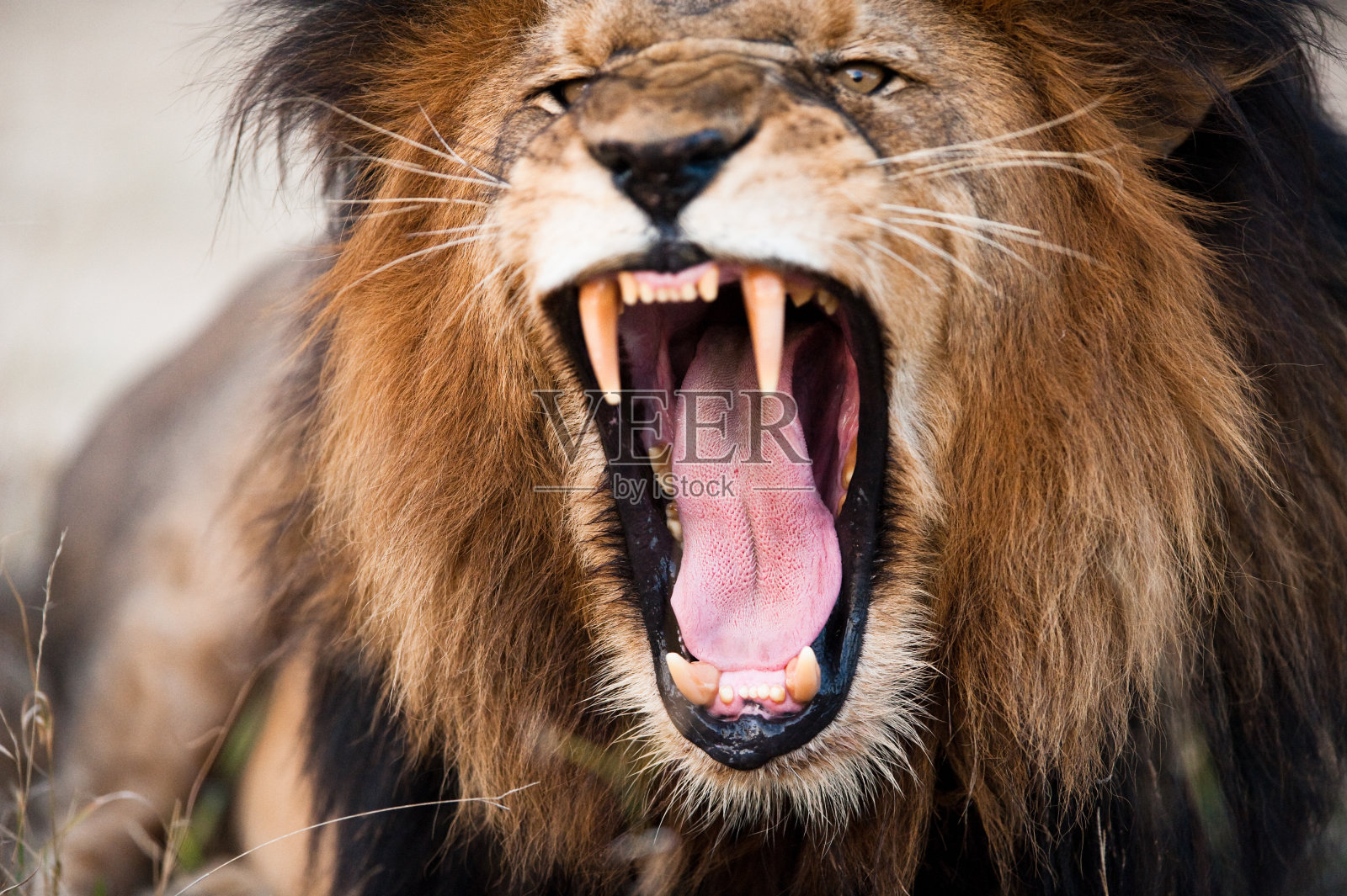 愤怒的吼叫的狮子照片摄影图片