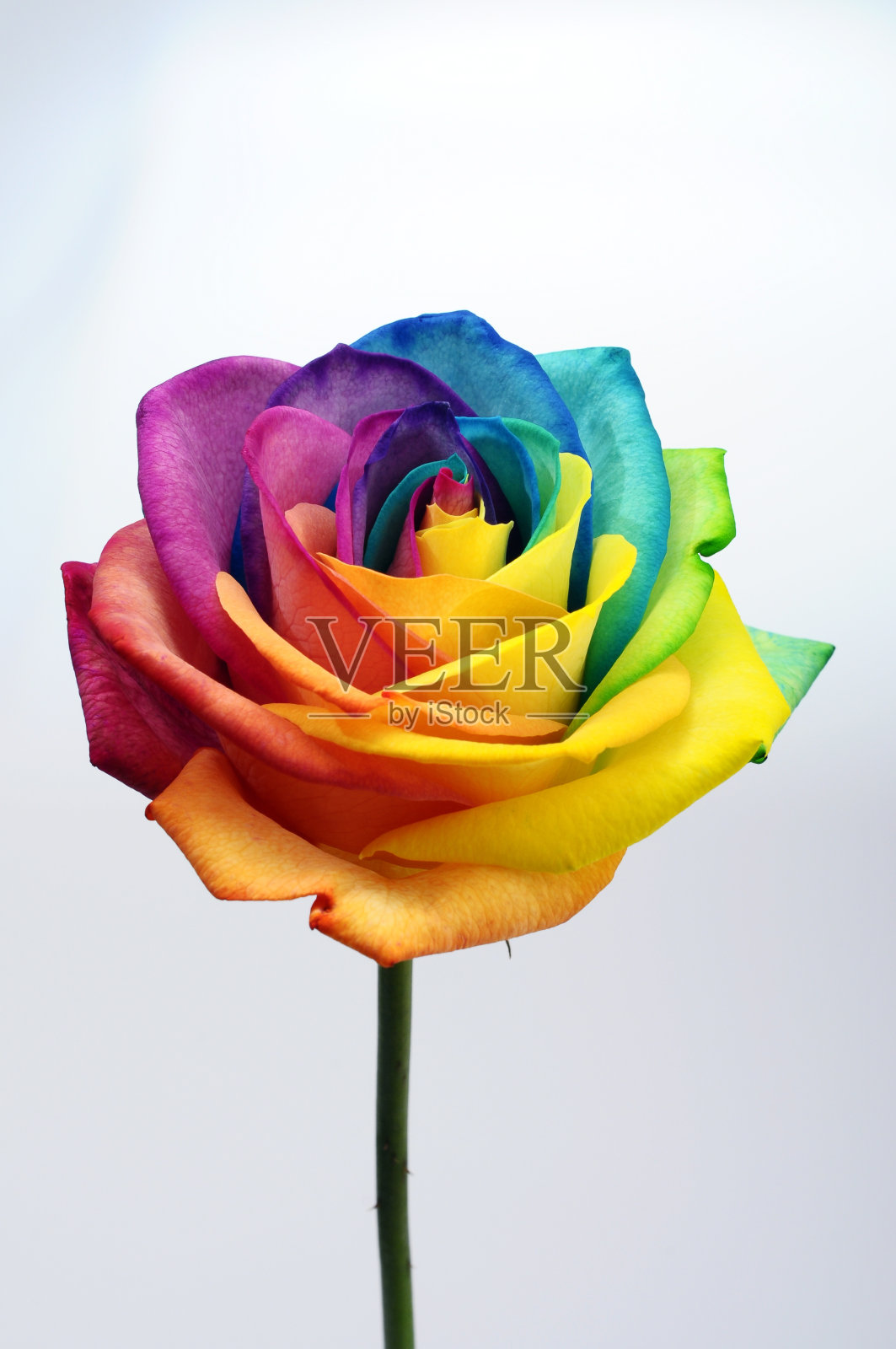 彩虹玫瑰花的特写照片摄影图片