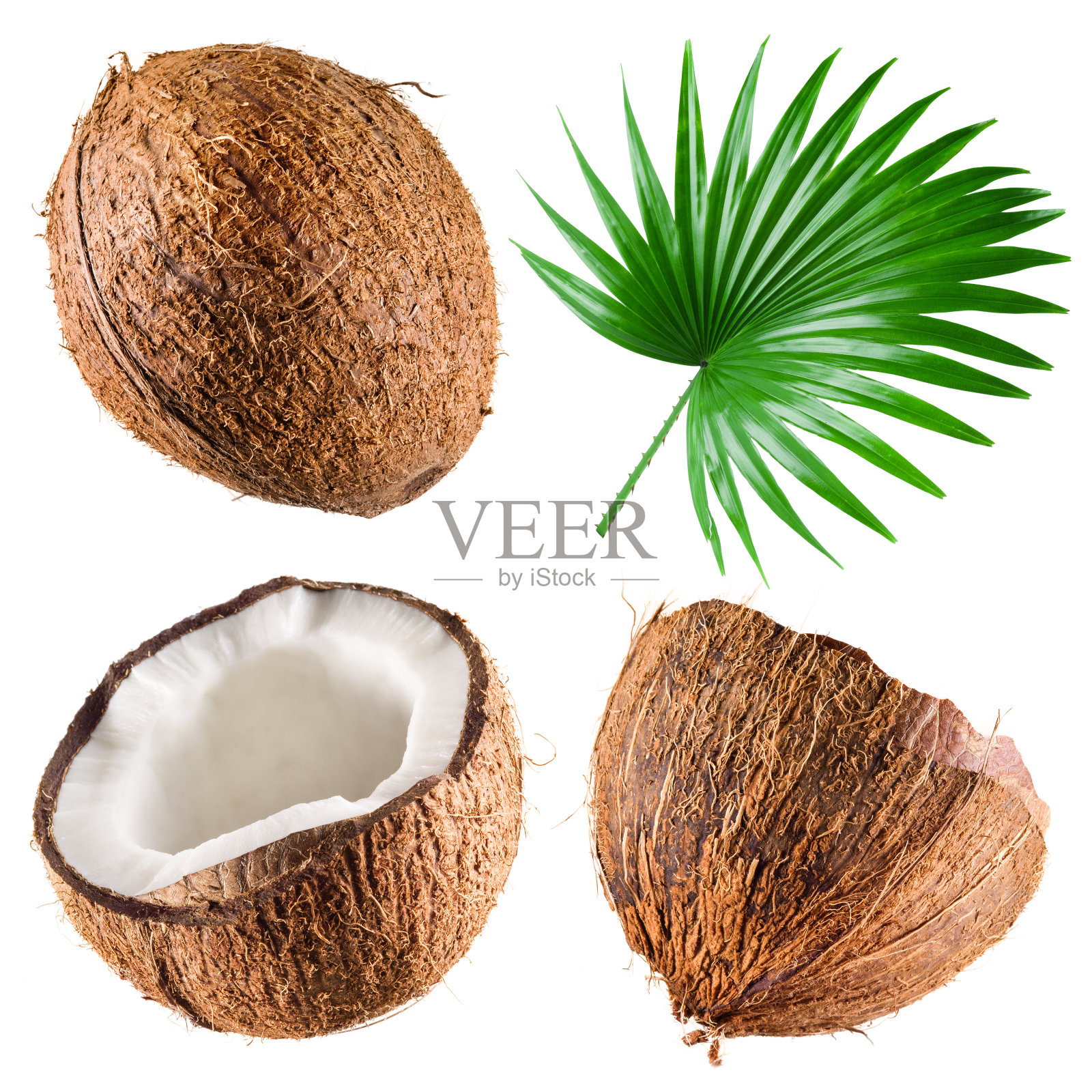椰子和棕榈叶在白色的背景。集合照片摄影图片