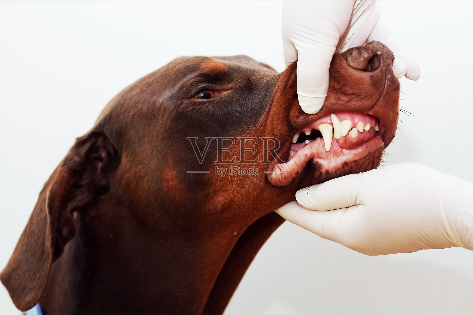 兽医检验控制牙照片摄影图片