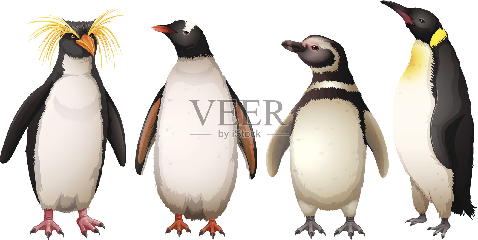 企鹅插画图片素材